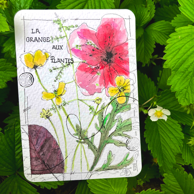 plantes-sauvages-aquarelle_1